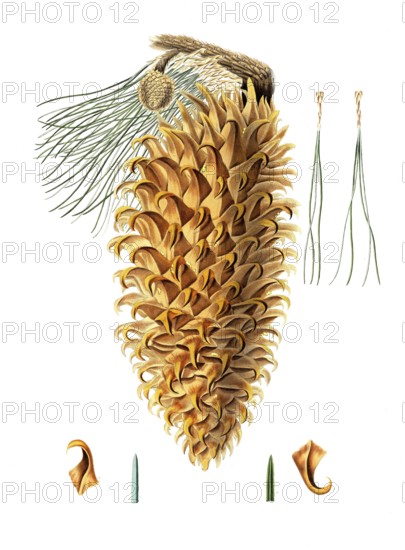 Coulter pine, Pinus coulteri, Coulter pine, big-cone pine, tree, digitally enhanced reproduction of
