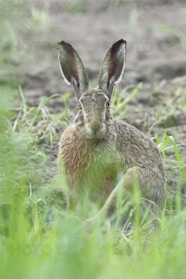 European hare (Lepus europaeus) sitting on a freshly harrowed field, looking into the camera, North