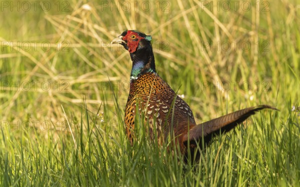 Männlicher Fasan (Phasianus colchicus)