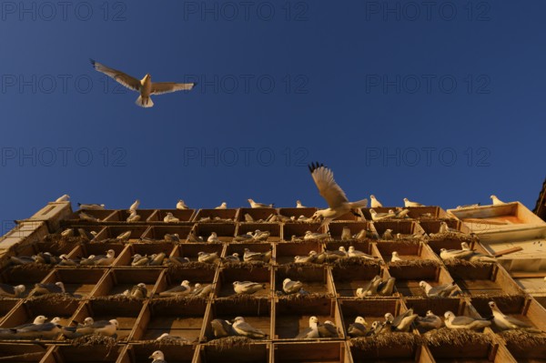 Kittiwakes (Rissa tridyctyla) nesting in an artificial nesting cliff made of old fish boxes in