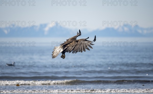 Bald eagle (Haliaeetus leucocephalus) in flight, Anchor Point at Cook Inlet, white mountain peaks
