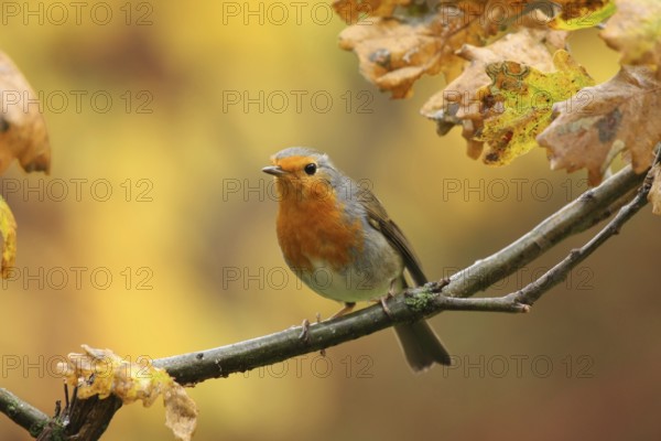 European Robin (Erithacus rubecula), Lower Saxony, Germany