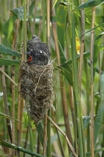 Common Cuckoo (Cuculus canorus) nearly fledged juvenile waiting in nest of Eurasian Reed Warbler on