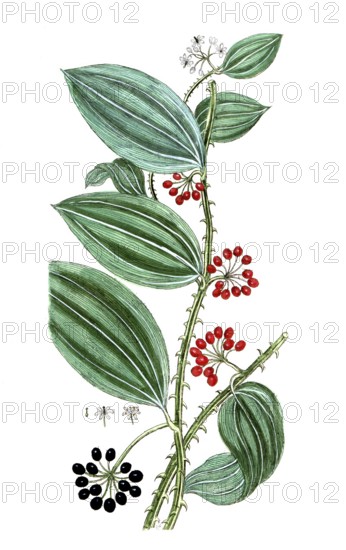 Smilax sassaparilla, Honduras bindweed, sarsaparilla, digital reproduction of a historical model,