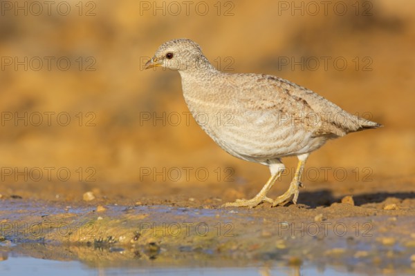 Arabian desert partridge, (Ammoperdix heyi), Arabian desert partridge, eastern sand grouse,