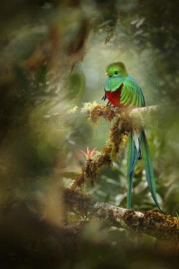 Resplendent Quetzal, Savegre in Costa Rica with green forest in background. Magnificent sacred