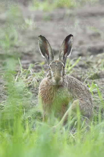 European hare (Lepus europaeus) sitting on a freshly harrowed field, looking into the camera, North