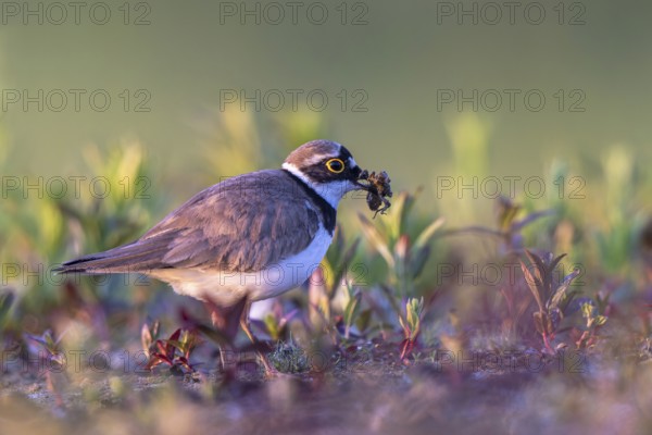 Little Ringed Plover (Charadrius dubius) with a dragonfly larva in its beak, North