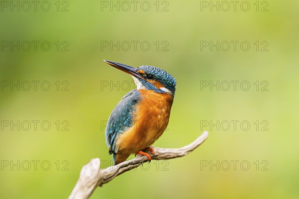 Common kingfisher (Alcedo atthis) sitting on an old wooden branch in late summer, wildife, Bavaria,