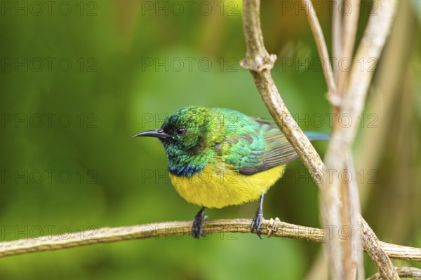 Collared Sunbird, Forest Sunbird, (Anthodiaeta collaris), (Anthreptes collaris), Garden Route