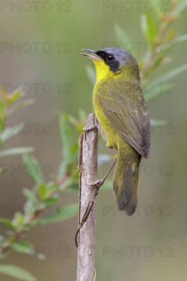 Masked Yellowthroat (Geothlypis aequinoctialis) perched on a branch in the Atlantic rainforest of
