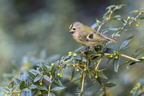 Goldcrest (Regulus regulus) male singing, Mecklenburg-Western Pomerania, Germany
