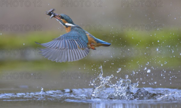 Kingfisher (Alcedo atthis), taking off from the water with a fish in its beak, Lechauen, Bavaria,