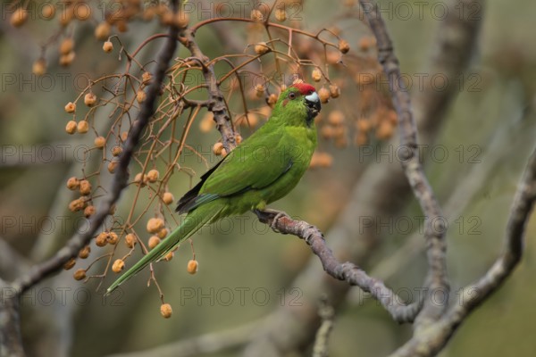 Norfolk Parakeet (Cyanoramphus cookii) feeding on fruits in a tree, Norfolk Island, Australia