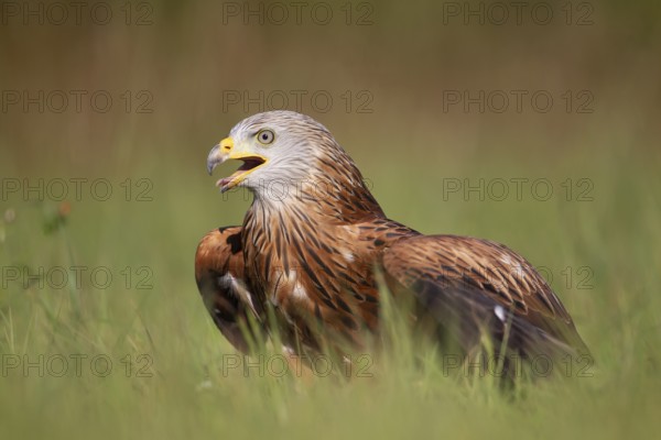 Red kite (Milvus milvus) adult bird of prey raptor calling whilst standing in grassland, England,