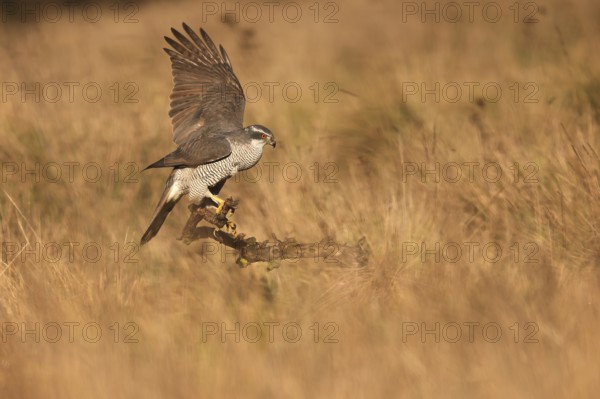 A female Northern Goshawk poised elegantly on a branch in a golden meadow, wings partially spread,