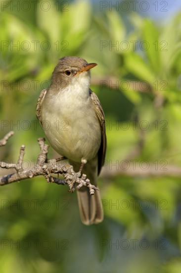 Olive warbler, (Hippolais olivetorum), animal, animals, bird, birds, biotope, habitat, perch,