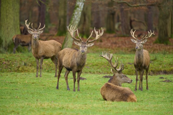 Four stags with magnificent antlers standing and lying on a green meadow in the forest, red deer