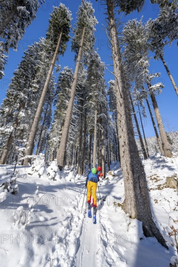 Ski tourer in a snowy winter forest, ascent to the Teufelstättkopf, snowy mountain landscape,