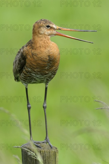 Uferschnepfe (Limosa limosa), Black-tailed Godwit, rufender Altvogel auf Sitzwarte, Mai, Nijkerk,