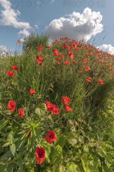 Red poppies blooming in spring. Kaiserstuhl, Emmendingen, Freiburg im Breisgau, Baden-Württemberg,