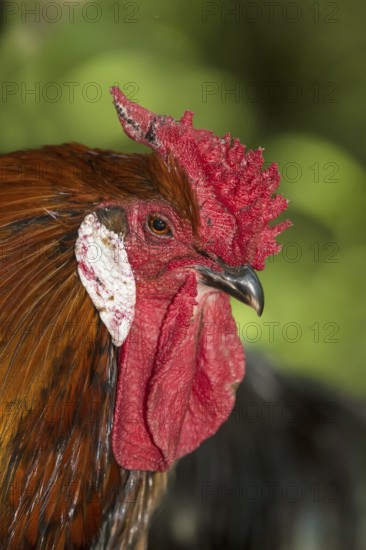 Rooster of the Alsatian hen breed (Gallus gallus f. dom.), blue-fringed colour, with a rose comb