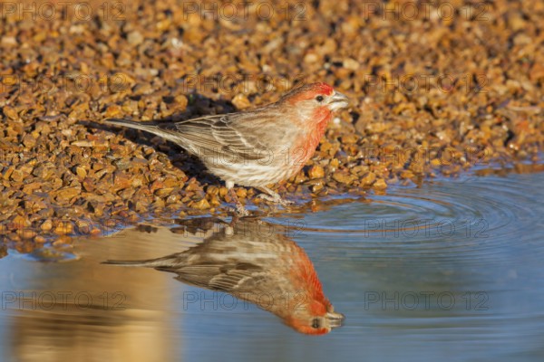 House Finch Carpodacus mexicanus Amado, Santa Cruz County, Arizona, United States 7 May Adult Male