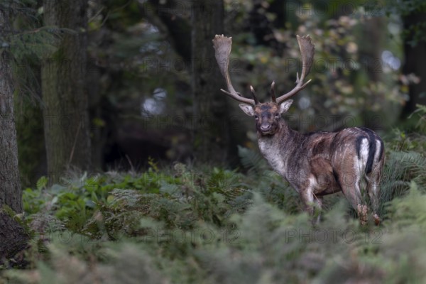 My hide is a real stroke of luck on this 23rd October, fallow deer (Dama dama) continuously appear
