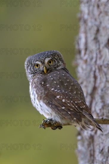 Pygmy Owl (Glaucicium passerinum), sitting on the branch of a tree, Pirchner Ast, Schwaz, Tyrol,