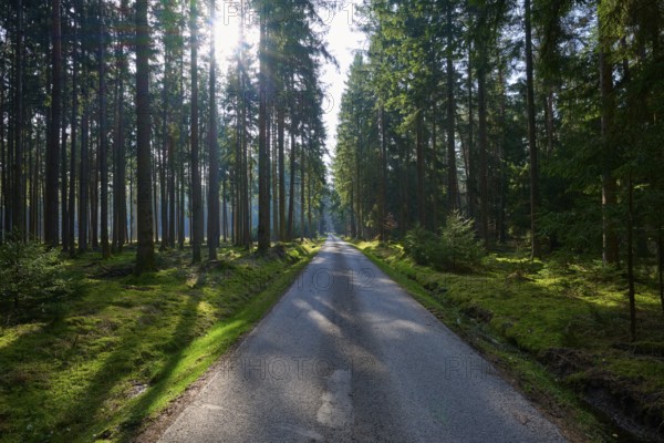A narrow path leads through a dense forest, sunlight falls through the thick treetops, Mudau,