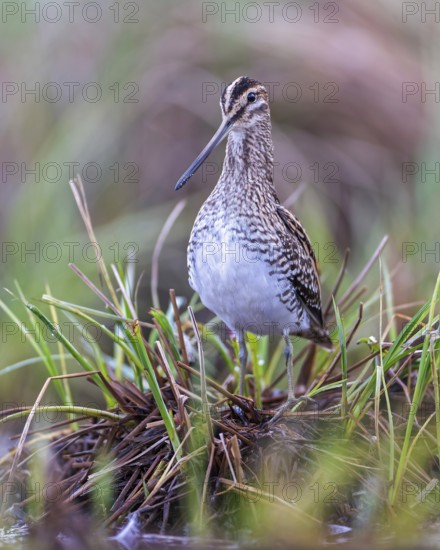 Common snipe (Gallinago gallinago) or marsh snipe. Shallow water zone, reed belt, foraging, wading