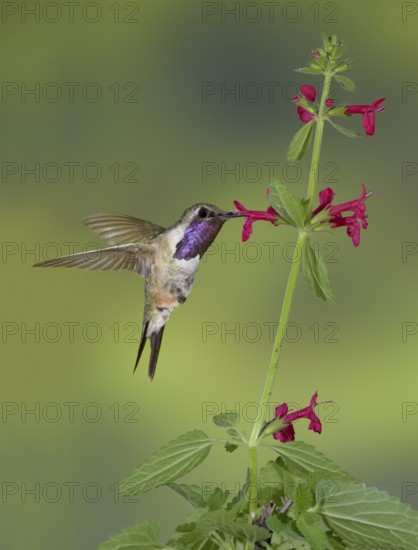 Lucifer Sheartail (Calothorax lucifer) male feeding on flower nectar, Texas, USA