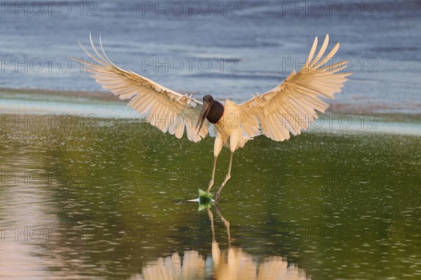 A bird lands on the water surface with its wings spread out, Jabiru (Jabiru mycteria), Pantanal,