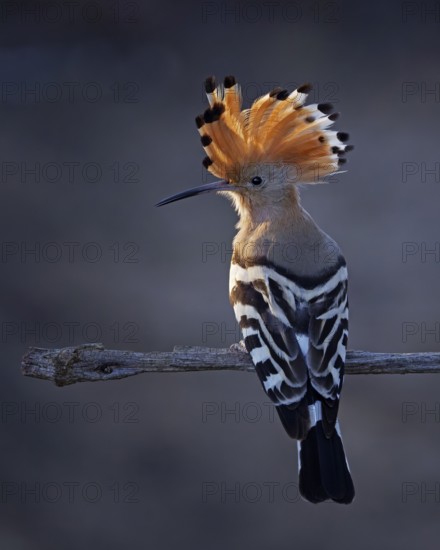 Hoopoe (Upupa epops) Bird of the Year 2022, sunrise, blue hour, backlight, portrait, raised bonnet,