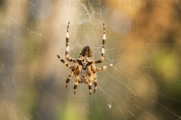 European garden spider (Araneus diadematus) hanging on a spider web at eveing on the island of