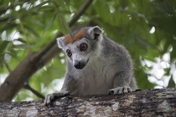 Lemur, Madagascar, Sifaka, National Park, Madagascar