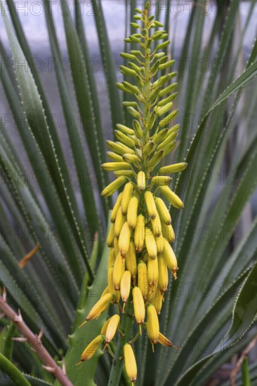 Flowering bittercress, true aloe (Aloe vera), Botanical Garden, Erlangen, Middle Franconia,