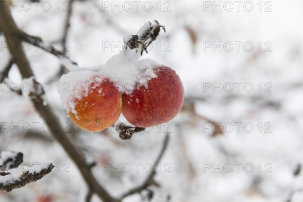 Ripe apples covered in snow on the branches of an apple tree, onset of winter in Oberwartha,