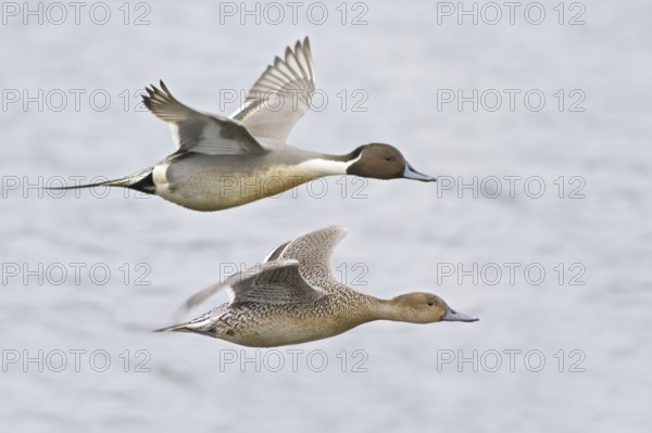 Northern Pintail (Anas acuta), British Columbia, Canada