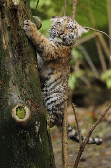 A tiger cub explores while climbing up a tree, full of the joy of discovery, Siberian tiger