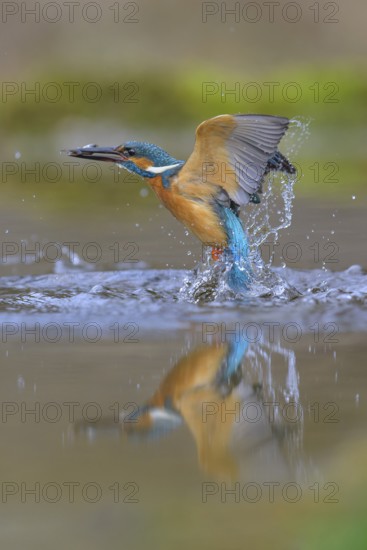 Kingfisher (Alcedo atthis), taking off from the water with a fish in its beak, Lechauen, Bavaria,