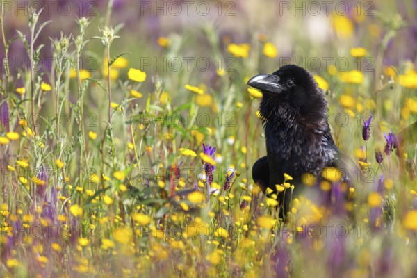 Raven, Common Raven, Raven, (Corvus cor), Grand Corbeau, Hides De Calera / Valley Hide, Calera Y