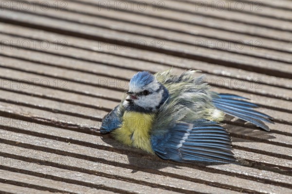 Eurasian Blue Tit (Cyanistes caeruleus) sunbathing on wood terrace, Mecklenburg-Western Pomerania,