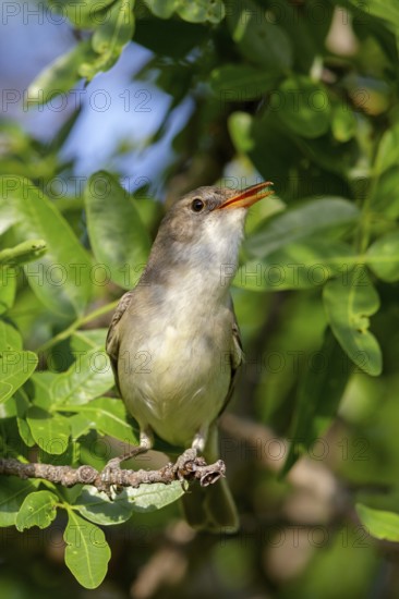 Olive warbler, (Hippolais olivetorum), animal, animals, bird, birds, biotope, habitat, perch,