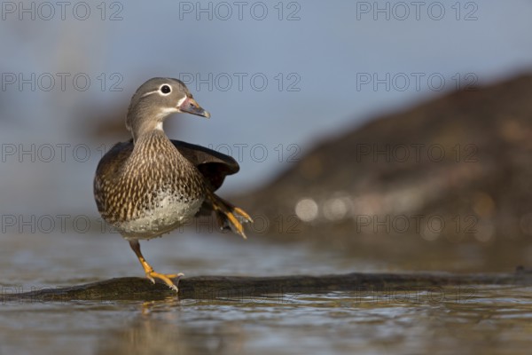 Mandarin Duck (Aix galericulata) female, Baden-Wuerttemberg, Germany