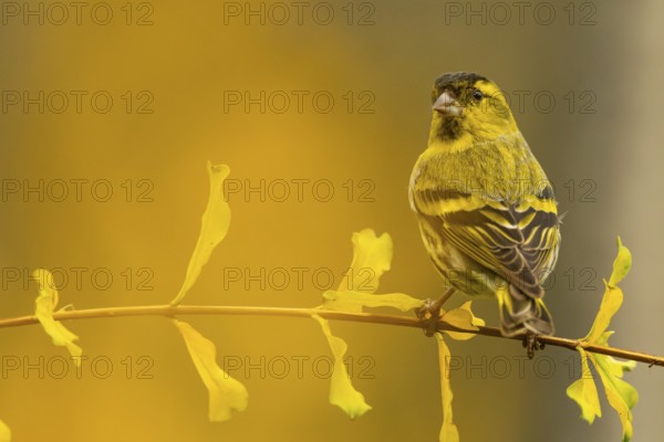 A striking image of a European siskin, Spinus spinus, gracefully perched on a branch with delicate