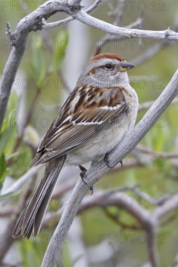 American Tree Sparrow (Spizelloides arborea), Manitoba, Canada