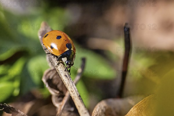 Close-up of a ladybird on a branch in front of a blurred background with green leaves, A ladybird