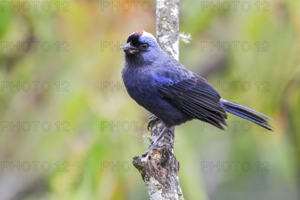 Diademed Tanager (Stephanophorus diadematus) perched on a branch in the Atlantic rainforest of