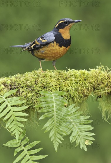 Varied Thrush (Ixoreus naevius), British Columbia, Canada